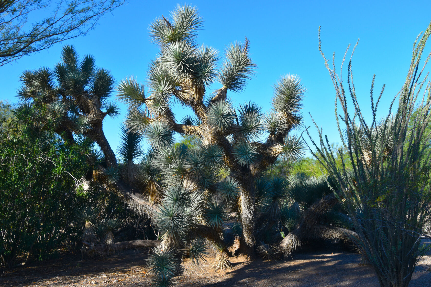 2023 Master Gardener Home Garden Show